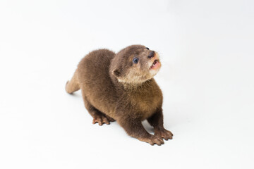 Asian small-clawed otter, also known as the oriental small-clawed otter or simply small-clawed otter isolated white background
