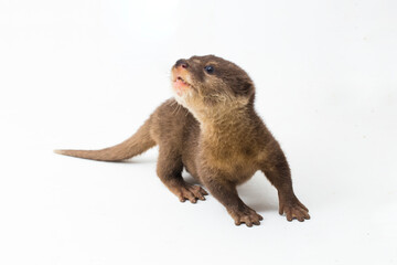 Asian small-clawed otter, also known as the oriental small-clawed otter or simply small-clawed otter isolated white background
