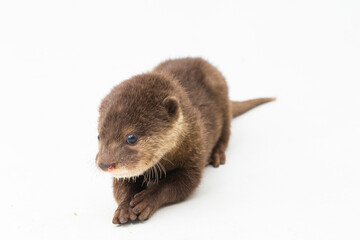 Asian small-clawed otter, also known as the oriental small-clawed otter or simply small-clawed otter isolated white background
