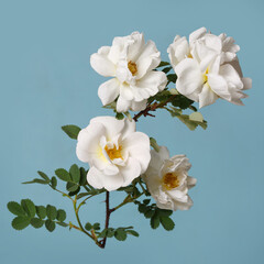 White climbing rose flower isolated on blue background.