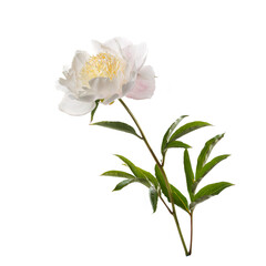 White peony flower with long yellowish stamens isolated on white background.