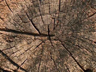 old wooden texture close up