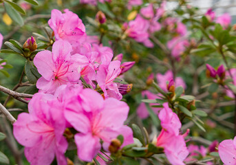 pink flowers Azaleas in garden