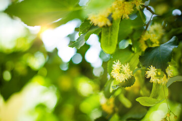 Linden tree flowers clusters tilia cordata, europea, small-leaved lime, littleleaf linden bloom....