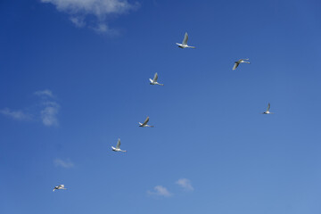 birds on river