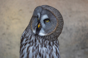 Great Grey Owl (Strix nebulosa) close up detailed portrait