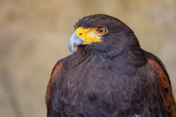 The Harris's hawk (Parabuteo unicinctus), also known as bay-winged hawk and dusky hawk. Close up detailed shot. 