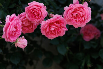 The enchanted garden