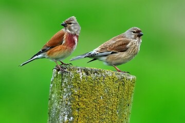 Ein Paar Bluthänflinge (Carduelis cannabina) auf einem Zaunpfahl.
