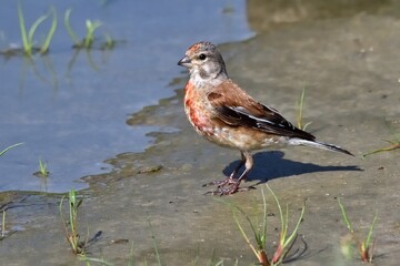 Ein männlicherBluthaenfling, Singvogel, Finken, Cardueliden, Carduelis cannabina, Zugvogel, Gartenvogel, Vogel, Voegel in Deutschland, Natur, Tier, Ornithologie, Insektenfresse will am Wasser trinken.