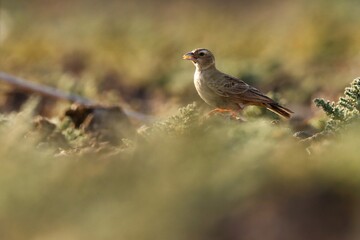 Ashy crowned sparrow lark on ground. Eremopterix griseus. The ashy-crowned sparrow-lark is a small sparrow-sized member of the lark family.