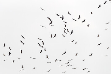 A large group of white-backed vulture, gyps africanus, in flight over the Masai Mara.