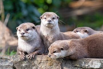 Group of four attentive Oriental small-clawed otters, Aonyx cinereus, on a stone wall