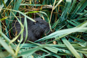 Closeup of a muskrat Ragondins sitting in bush, Nutria with long black fur Water rat, muskrat sits in a park, forest, farm.