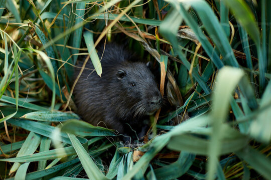 Closeup of a muskrat Ragondins sitting in bush, Nutria with long black fur Water rat, muskrat sits in a park, forest, farm.