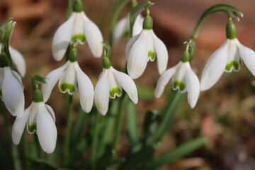 Close-up of common Snowdrop flowers on a sunny day. Galanthus nivalis on springtime on selective focus