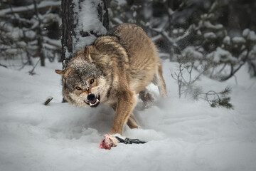 European wild gray wolf in an aggressive posture in its natural habitat. Wolf grin. Winter natural background.