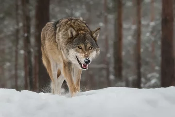 Deurstickers European wolf in the winter forest close-up. The predator is walking through the snowy forest. Wild nature. Hunting. © Olga Rudchenko 