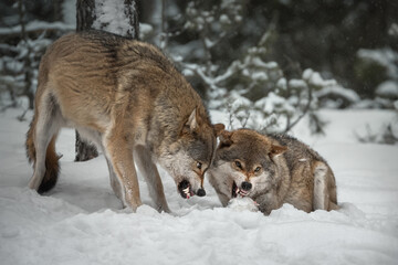 Winter scene in a pine snowy forest. Two adult European gray wolves (canis lupus) in an aggressive...