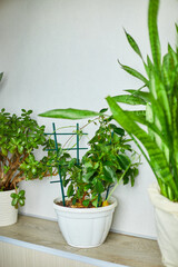 Many house plants in pot, greenhouse, Biophillia design at home, gardening concept, green home. Greenery at home, love of plants, indoor cozy garden.