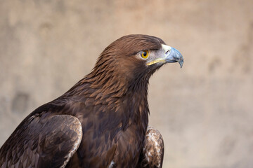 The Harris's hawk (Parabuteo unicinctus), also known as bay-winged hawk and dusky hawk. Close up detailed shot. 