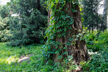 summer landscape, lots of greenery
