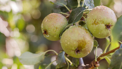 three pears on a branch in the garden after the rain