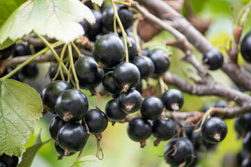 large black currant berries growing on a bush in summer