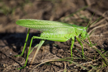 a large specimen of green locust found on the road