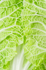 leaf of fresh chinese cabbage or napa cabbage texture, studio macro shot.
