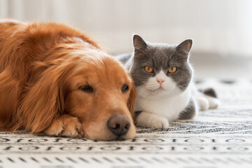 The British short haired cat and the golden retriever get close together