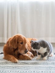 The British short haired cat and the golden retriever get close together