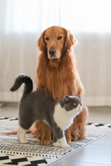 The British short haired cat and the golden retriever get close together