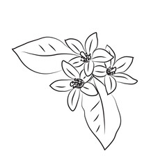 A sprig of neroli, flowers and leaves of oranges or lemons. Linear flowers icon, citrus botany