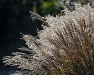 Miscanthus sinensis- 'Yakushima Dwarf' ornamental grass  in autumn sunshine in the UK