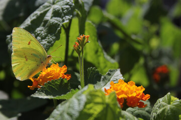 Orange Sulphur Butterfly, Colias erythrocyte, on orange Lantana