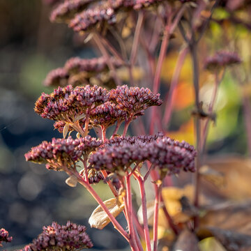 Dead flower heads of stonecrop 'Matrona', Hylotelephium 'Matrona', in winter in the UK