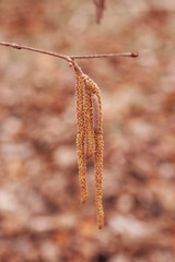 Closeup of single little branch with prolonged catkins of yellow color of hazelnut tree in forest with blurred background. Reproduction season for flora. Observing nature.