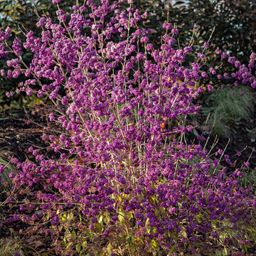 Beautyberry profusion,  Callicarpa bodinieri var. giraldii 'Profusion', bush in winter 