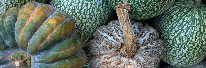 Panorama of newly harvested Squash and Pumpkins in a vegetable garden