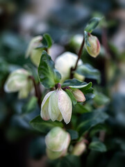 Closeup of partially open flowers of Helleborus niger 'Christmas Carol' in a garden in winter