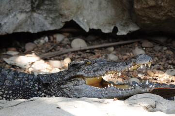 crocodile in the zoo