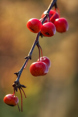 Closeup of red fruits of crab apple Malus 'Evereste' in autumn against a diffused background