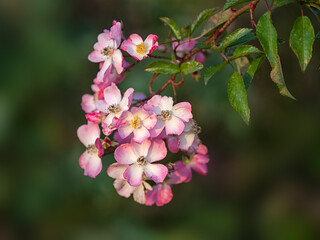 Closeup of flowers of Rosa 'Ballerina' in summer in a garden