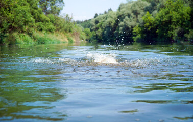 Obraz na płótnie Canvas Splashing in the river. Swimming on a summer day