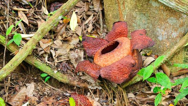 Rafflesia is a genus of parasitic flowering plants in the family Rafflesiaceae. The species have enormous flowers, the buds rising from the ground or directly from the lower stems of their host plants