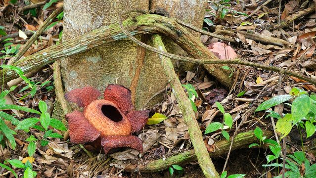 Rafflesia is a genus of parasitic flowering plants in the family Rafflesiaceae. The species have enormous flowers, the buds rising from the ground or directly from the lower stems of their host plants