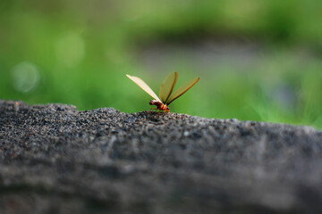 flying termites 
