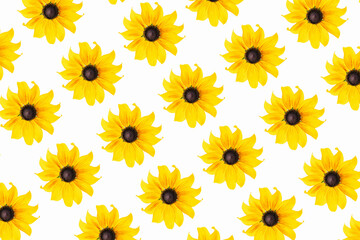 Pattern of natural yellow flowers on white background, as backdrop or texture. Bright summer wallpaper. Top view Flat lay