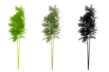 Set or collection of Bamboo trees, painted, natural and as a black silhouette on white background. Concept or conceptual 3d illustration for nature, ecology and conservation, strength, endurance